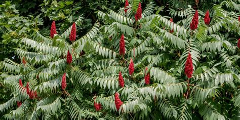 Discover The Diversity 8 Sumac Tree Varieties For Your Landscape