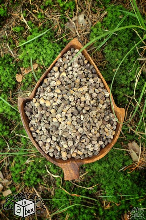 Finally, i got a hit; Hawaiian Acacia Confusa Root Bark - Finely Shredded ...