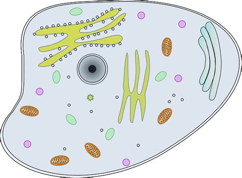 Citologia Desenho De Uma Célula E Suas Organelas Nuclear Membrane