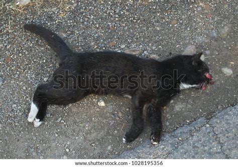 Dead Cat Lying Side Road Stock Photo 1028195356 Shutterstock
