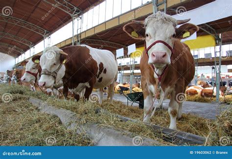 Vacas Y Toros Foto De Archivo Imagen De Enganche Animal 19603062