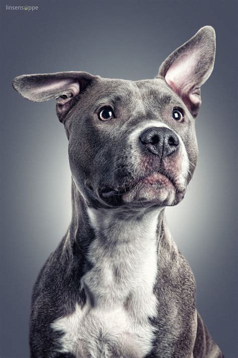 17 Best Images About Pit Bull Love On Pinterest American Pit Blue