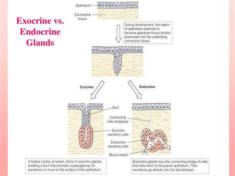 PPT - Tissue Types PowerPoint Presentation - ID:6312244