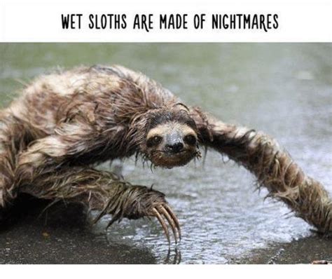 Creepy Sloth Meme Basement