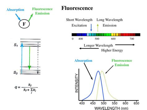 Ppt Fluorescence Lifetimes Powerpoint Presentation Free Download