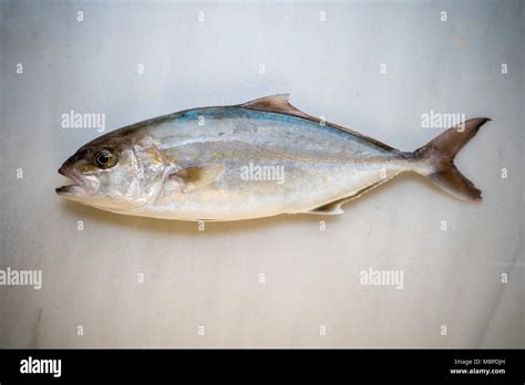 Greater Amberjack Fish Stock Photo Alamy