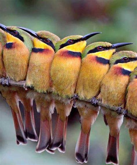 Ethiopia's Endemic Birds Site 1 - Euro Ethiopia Tour & Travel
