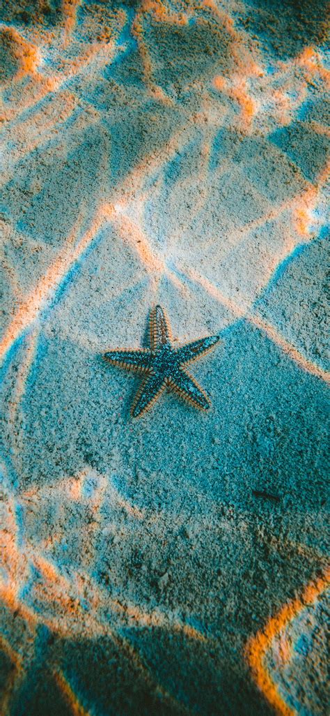 Starfish Sea Beach Iphone X Wallpapers Free Download