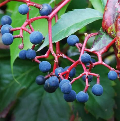 How To Identify Poison Berries And 10 Poisonous Wild Berries To Avoid