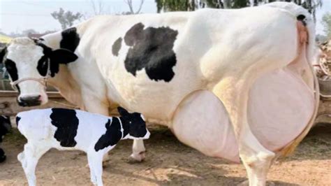 World S No Holstein Friesian Cow Highly Milking Biggest Udder Hf Cow Breed Litters Milk A