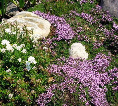 Creeping Thyme Plant Care How To Plant Creeping Thyme Ground Cover