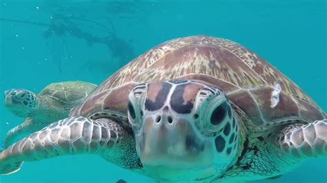 Swimming With Turtles In Redang Island 2018 Youtube