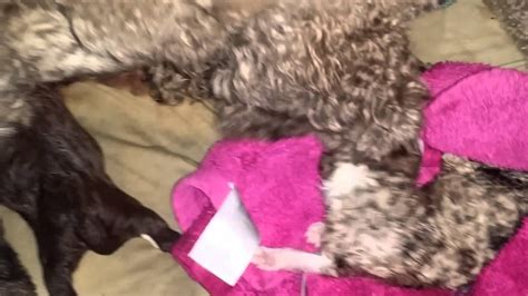 In this video, you can see a female dog is giving birth to a puppy. Merle Aussiedoodle puppy being born! GRAPHIC. - YouTube