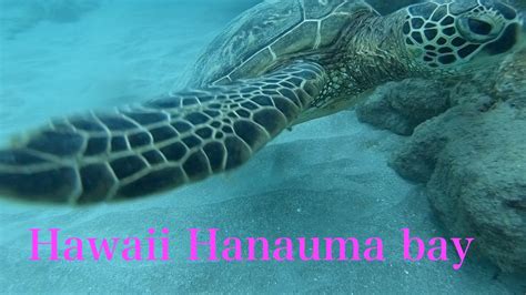 Hawaii Hanauma Bay Scuba Diving Youtube