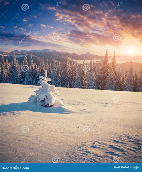 Colorful Winter Sunrise In Mountains Stock Image Image Of Majestic