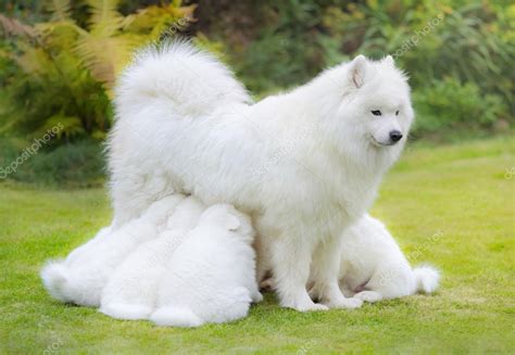 Samoyed Dog Puppies Suckling Mother Stock Photo By ©tristana 119881162