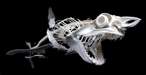 The Shark Skeleton Is A Short Finned Mako Isurus Oxyrinchus One Of