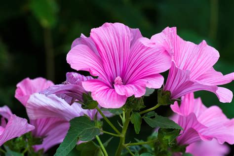 La soluzione a pianta con fiori profumatissimi inizia con la lettera t ed è lunga 6 lettere. Lavatera, pianta dai bei fiori ornamentali | Coltivazione ...
