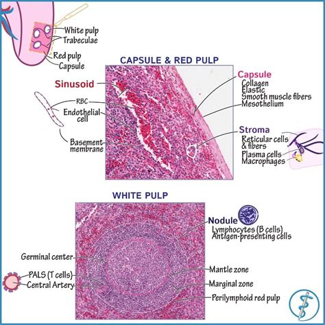 Anatomy And Histology Of The Spleen Use The Search Function On Our Site
