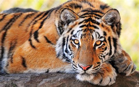 Tiger Interesting Facts