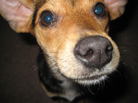 Cinnamon Begging Beagle Beg Cute Dog Puppy Eyes Terrier Hd