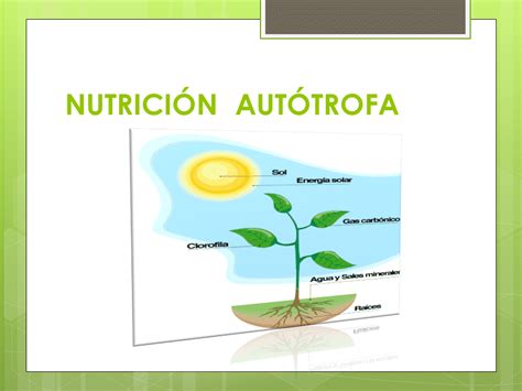 Biologia 3 Ara Nutrición Autótrofa