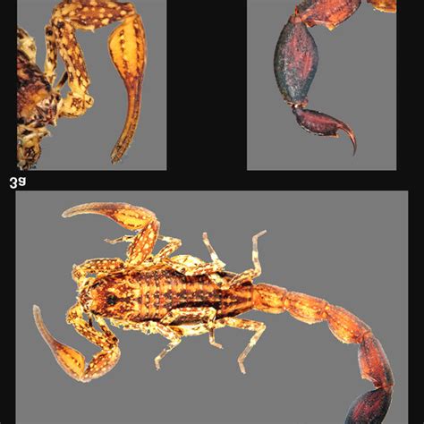 Pdf Rare Or Poorly Known Scorpions From Colombia Ii Redescription