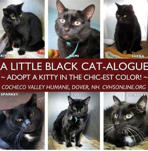 Did you know that black cats are only half as likely to get adopted as cats of other colors? 8 Ways to Promote Black Cats | Cat adoption, Animal rescue ...
