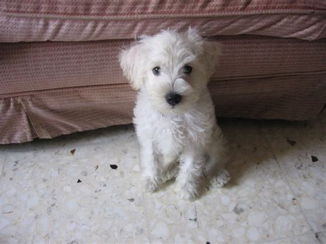 Pin de ALICIA Barajas Zambrano en Dogs...... | Hijos