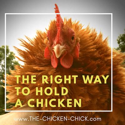 Maybe you would like to learn . The Right Way to Hold & Handle a Chicken | The Chicken Chick®