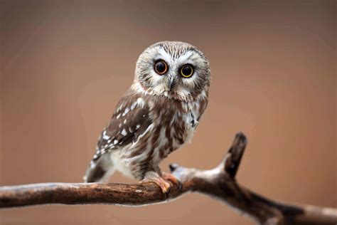 What Does It Mean To See An Owl During The Day Wild Bird World