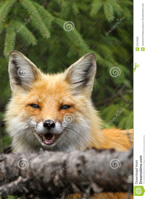 Red Fox Smiling Stock Image Image Of Tourism Predator