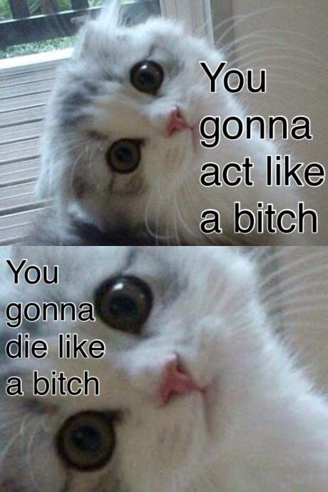 why am i laughing so hard omg cat memes funny memes silly jokes videos funny sneak attack