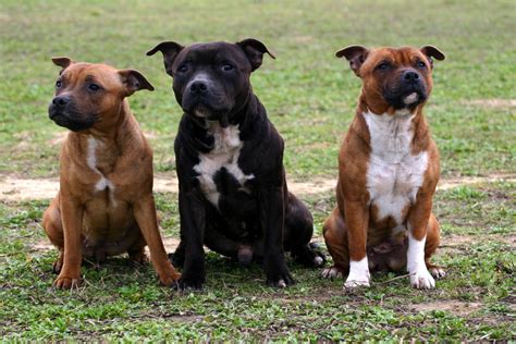 These breeds of dog are stocky, strong, athletic however, poor training and breeding can lead to a lack of sociability, aggressiveness and fighting with other animals. How to Potty Train a Pit bull - DogAppy