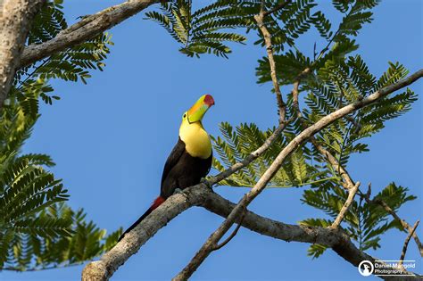 Belize Birding Tours With Paradise Expeditions Belize Bird Watching