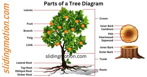 Complete Guide Of Key Parts Of Tree Names Functions And Diagram