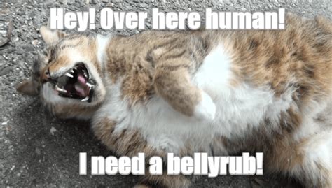 Polite Request Lolcats Lol Cat Memes Funny Cats