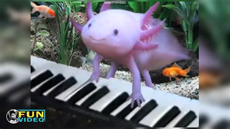 Axolotl Cute Pets Compilation Youtube