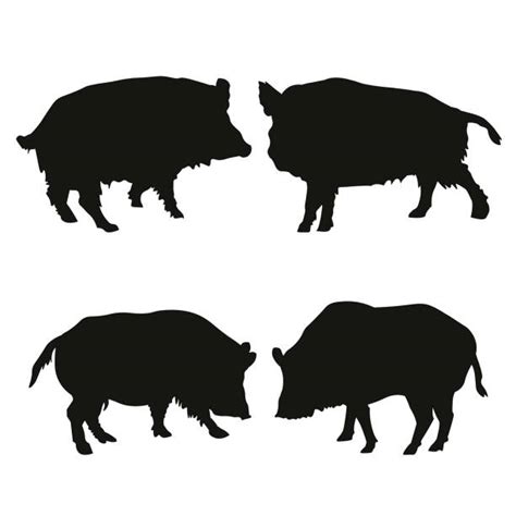 Feral Hog Silhouettes Illustrations Royalty Free Vector Graphics