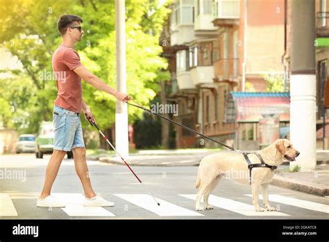 Guide Dog Helping Blind Man On Pedestrian Crossing Stock Photo Alamy