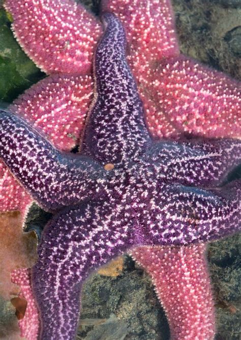 Purple Starfish Climbing Over A Pink Starfish Stock Photo Image Of
