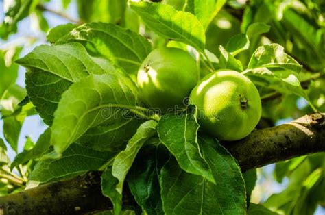 Apple Fruits On A Tree Stock Photo Image Of Nature 222148546