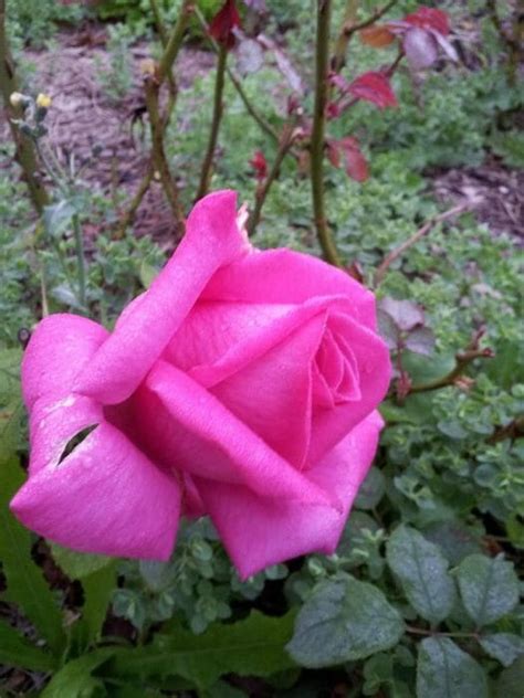 Best Friend Bush Rose 8 Pot Hello Hello Plants And Garden Supplies
