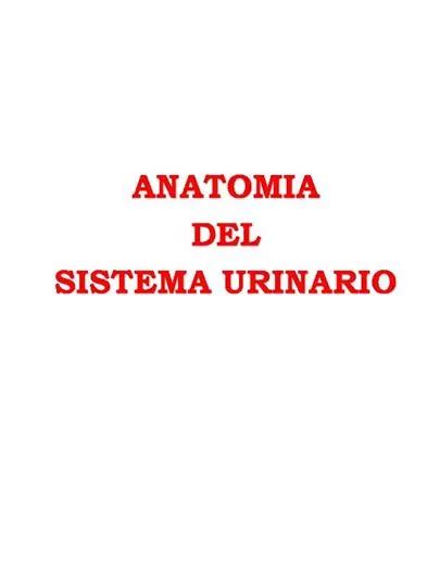 Ppt Anatomia Del Sistema Urinario Powerpoint Presentation Free