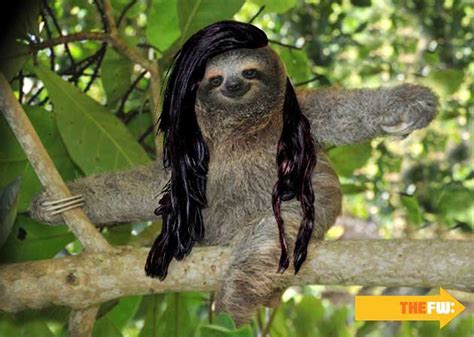 Animals With Skrillex Hair Sloth