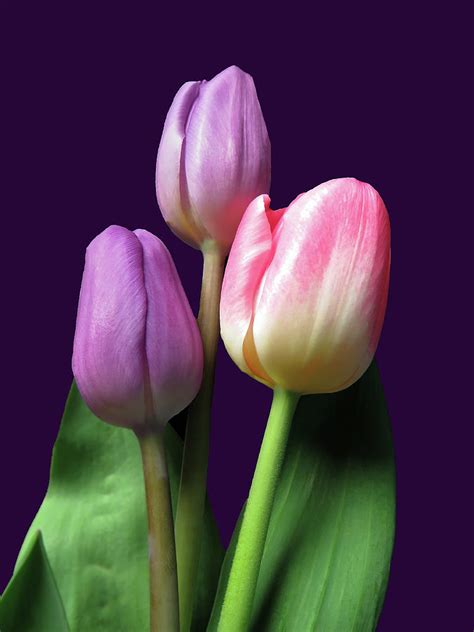 Three Colorful Spring Beauties Photograph By Johanna Hurmerinta Fine