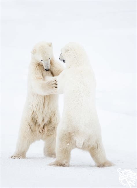 When The Fight Is Over We Nap Images Show Two Polar Bears Fighting