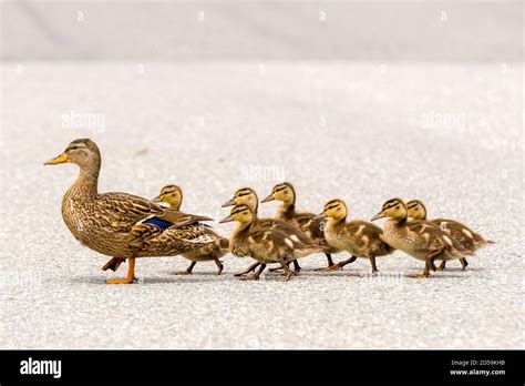 Ducklings Walking Line Hi Res Stock Photography And Images Alamy