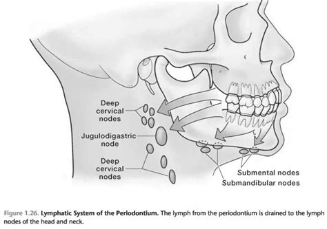 Lymphatic System And The Periodontium Foundations Of Periodontics