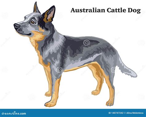 Colored Decorative Standing Portrait Of Australian Cattle Dog Vector